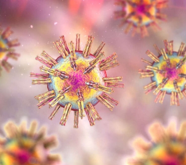 Herpes Virus